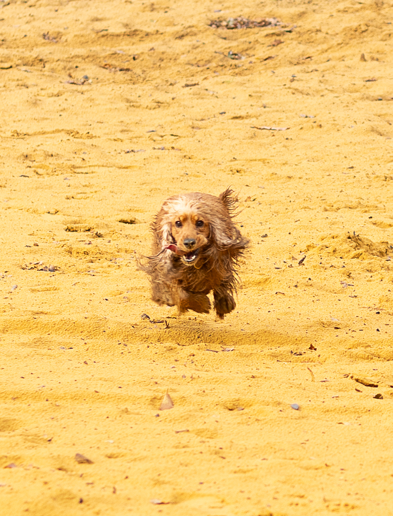 Hund rennt auf Kamera zu